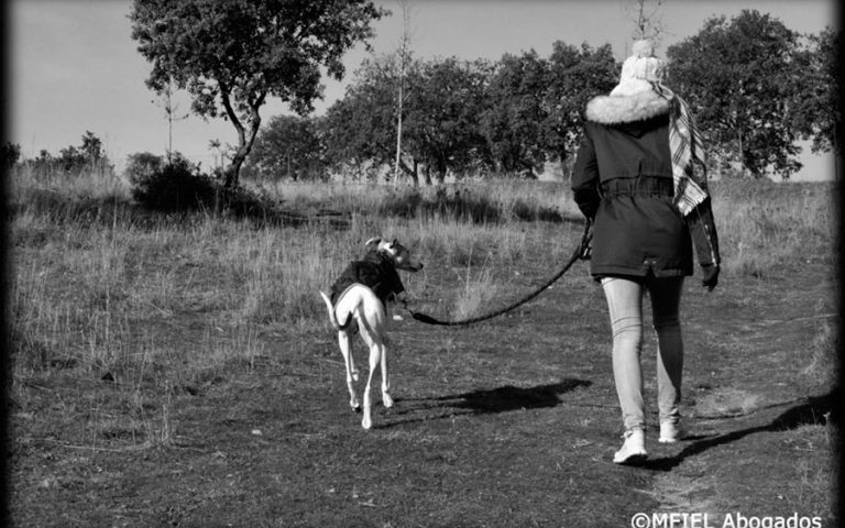 ¿Podemos pasear a nuestro perro? #covid-19